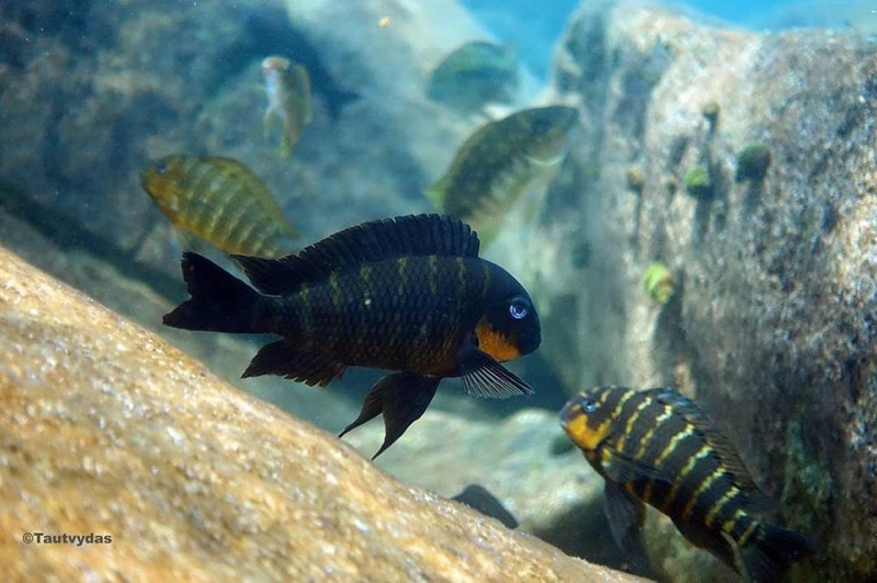 Tropheus sp. 'mpimbwe' Katondo Point